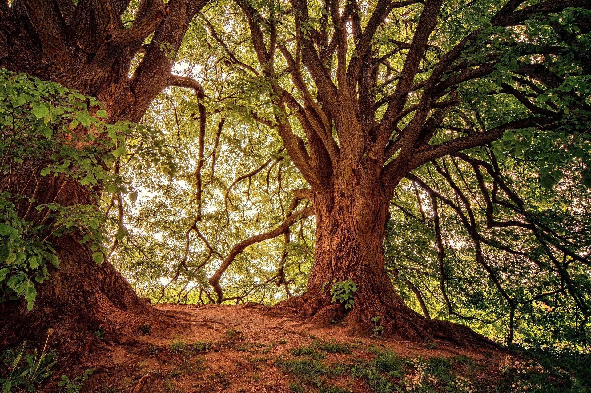 Forêt avec deux grand arbres