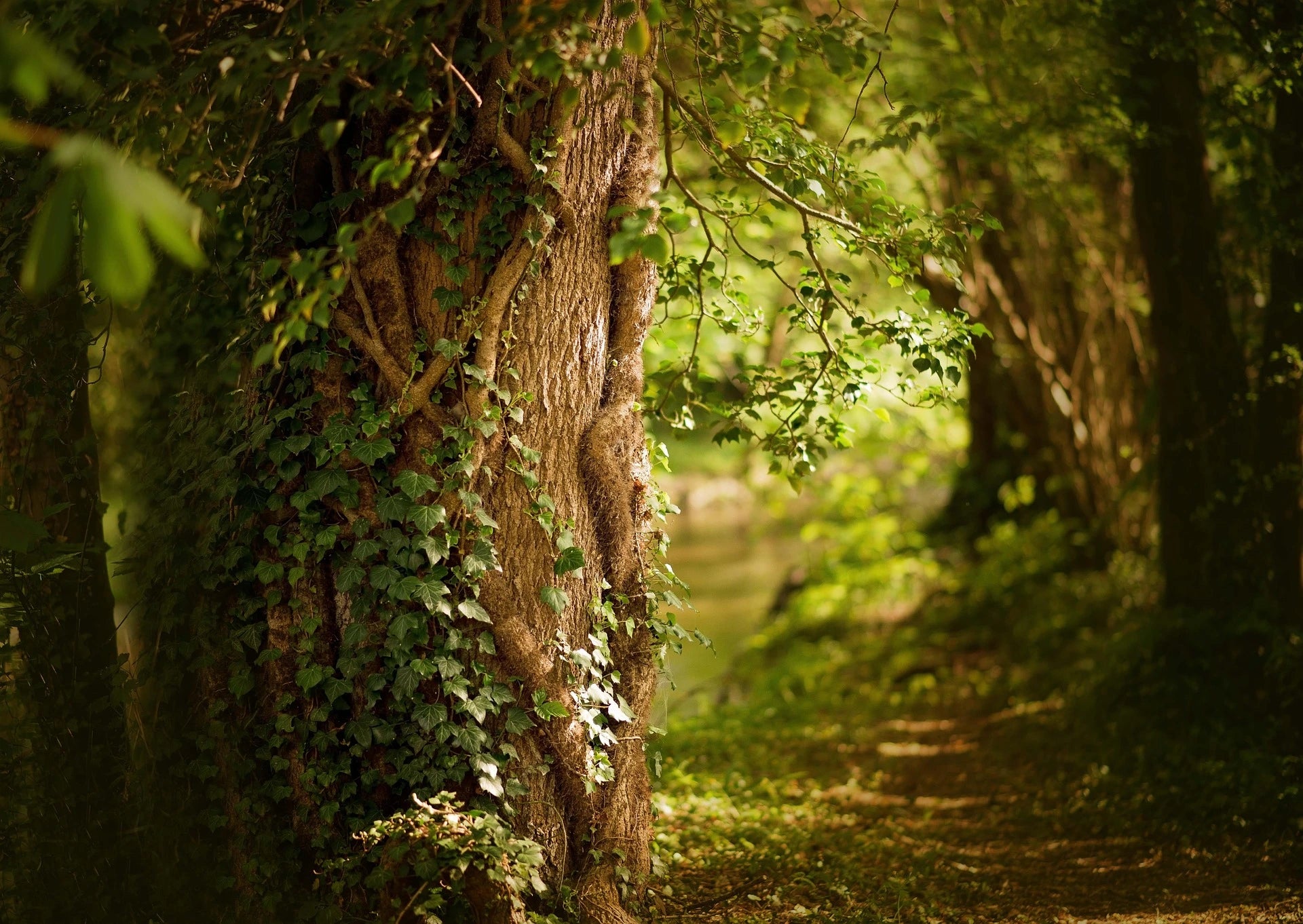 Forêt avec un arbre recouvert de lierre et un chemin à droite